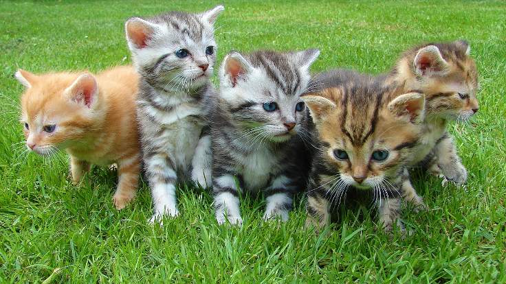 Araştırma: Kediler virüsten enfekte olabiliyor