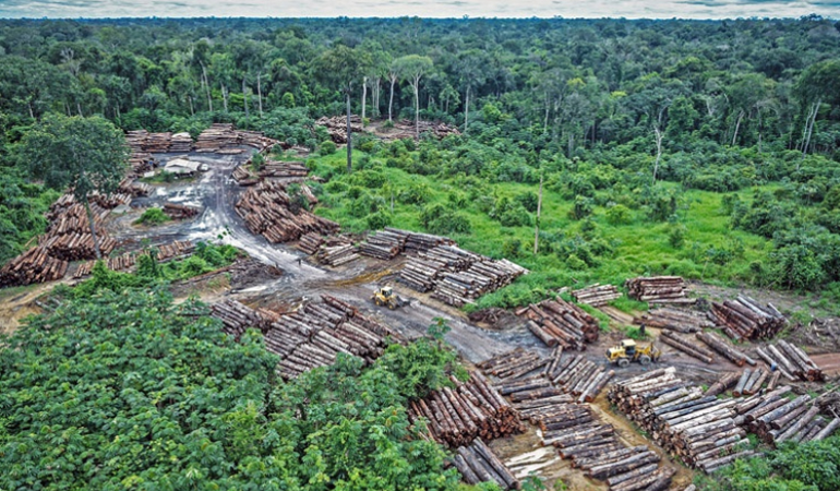 ‘Salgın dönemi orman katliamı yüzde 150 arttı’