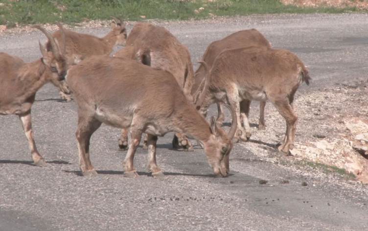 Dersim’de dağ keçileri yol kenarına indi