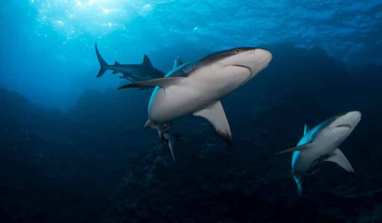 Koronavirüs aşısı için yarım milyon köpekbalığı katledilebilir