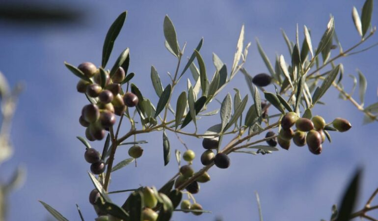‘Yapay zekâ’ ve ‘nesnelerin interneti’ zeytin üretimini artırdı
