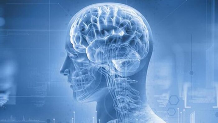 Bilim insanları, kafatasında yeni bir organ buldular