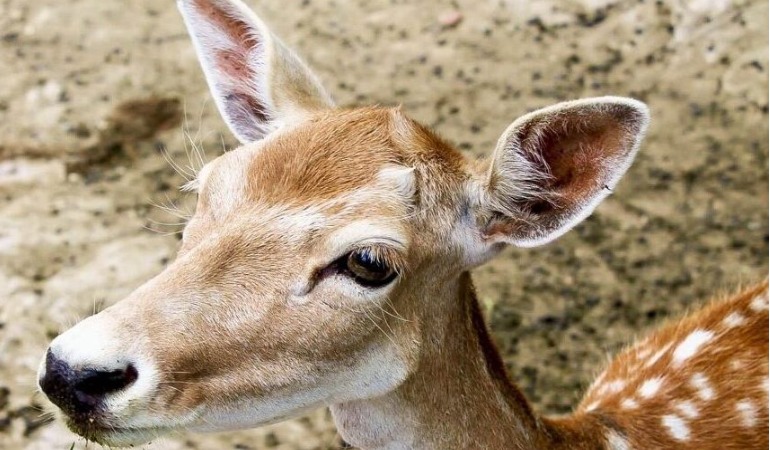 Portekiz’de İspanyol avcıların “hayvan katliamı”: İki günde 540 yabani hayvan katledildi!