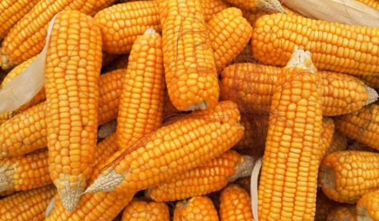 Tarım Bakanlığı GDO’lu bir mısır ve 4 soya çeşidinin hayvan yeminde kullanılmasını onayladı