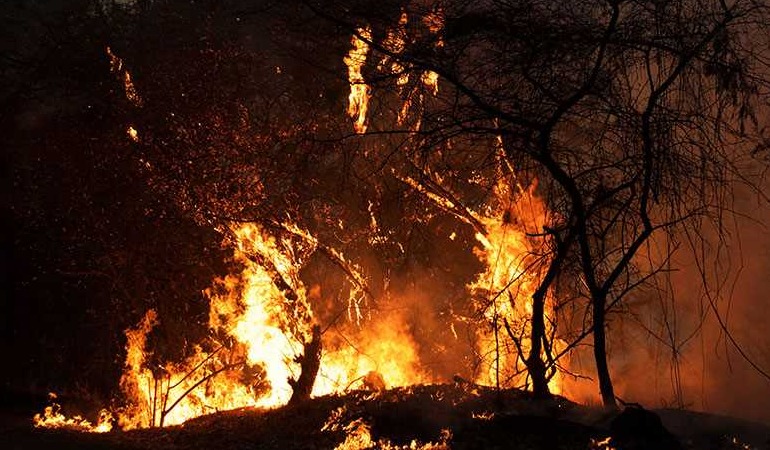 Meksika’da 3 eyaleti saran orman yangını