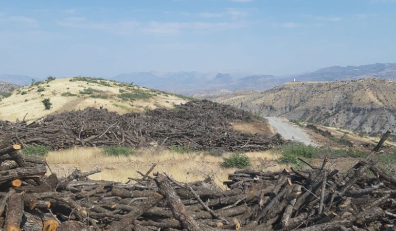 Cudi Dağı’nda korucular ağaç kıyımı yapıyor