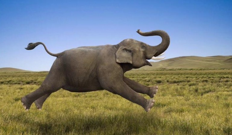 Fillerin uzun mesafe göçü bilim insanlarını şaşırtıyor