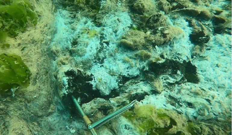 Müsilaj, İzmit Körfezi’nde yengeç ölümlerine sebep oldu