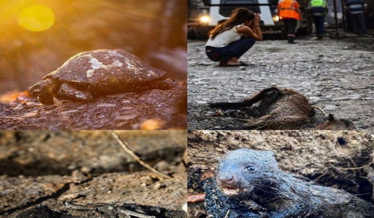 Manavgat: 7 insan hayatını kaybetti, 33 bin hayvan öldü, 60 bin hektar orman kül oldu