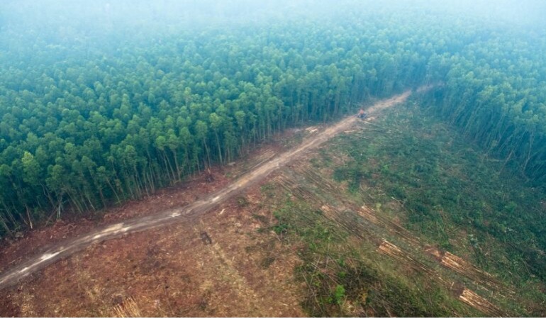 Leaders vow to protect forests