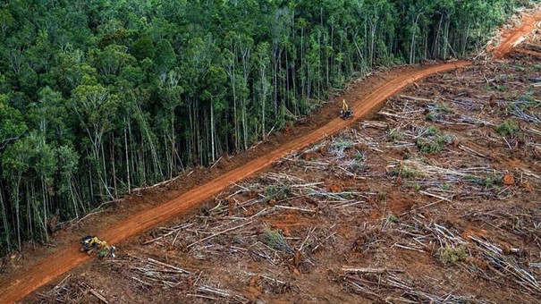Nisan Ayında Ormansız Amazon