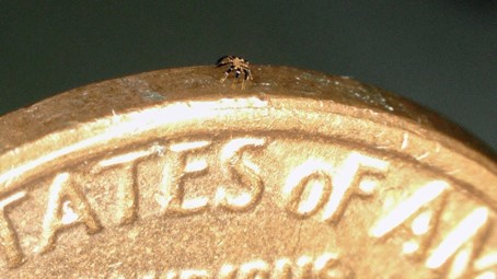 Pireden Küçük Robotlar Geliyor