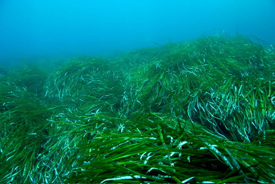 Okyanuslar “Şeker” gibi