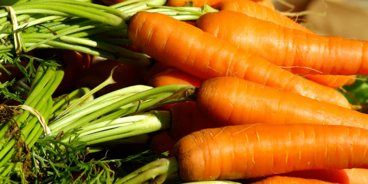 ABD’de paketlenmiş organik havuçlarda koli basili bakterisi tespit edildi