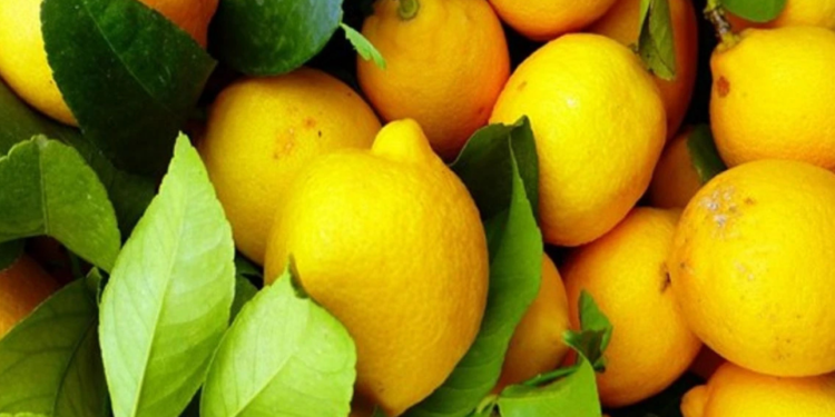 Limon ihracatına geçici durdurma kararı