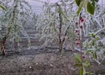 TZOB Başkanı Bayraktar: “Don afeti 65 ili vurdu, 55 bin çiftçinin borcu faizsiz ertelenmeli”