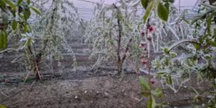 TZOB Başkanı Bayraktar: “Don afeti 65 ili vurdu, 55 bin çiftçinin borcu faizsiz ertelenmeli”