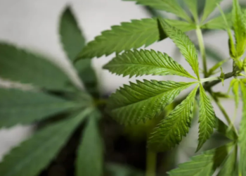 AKP’den Meclis’e tıbbî kenevir teklifi: Eczanelerde satışa açılıyor