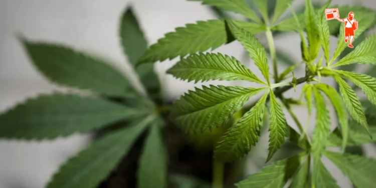 AKP’den Meclis’e tıbbî kenevir teklifi: Eczanelerde satışa açılıyor