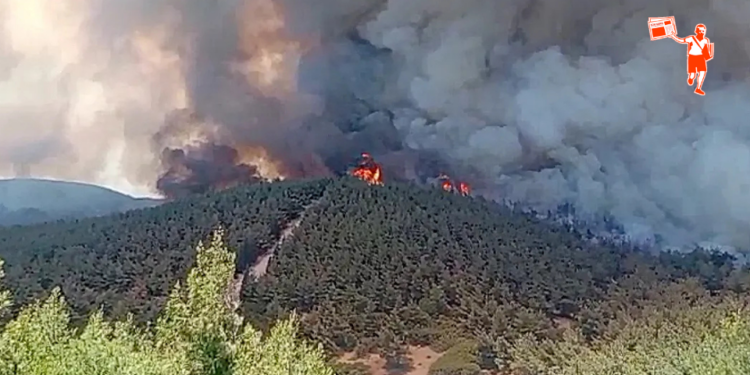 İzmir’de orman yangını: Foça’da 175 ev boşaltıldı, 550 kişi tahliye edildi