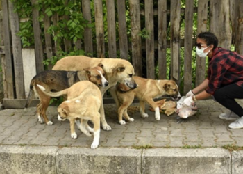 İstanbul Valiliği park, okul ve ibadethanelerde sokak köpeği beslemeyi yasakladı