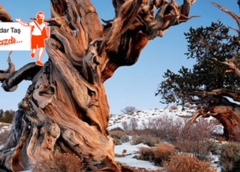 Ağaçlar Tabiatın Sanat Eseridir